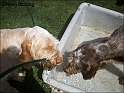AvaHose04-07-09