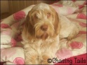 AvaBedComfy23-11-07