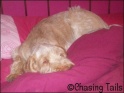 AvaOnBed21-12-07