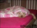 AvaBed04-02-08