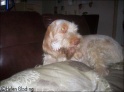 AvaChew25-12-08