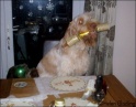 AvaDinner25-12-08