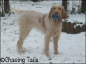 AvaSnow1_23-03-08