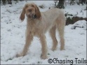AvaSnow2_23-03-08