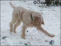 AvaSnow3_23-03-08