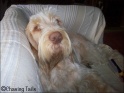 AvaSoft14-07-08