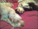AvaTiaSleeping08-04-08