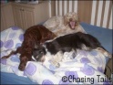 DogsBed07-01-08