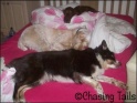 DogsBed27-01-08