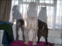 ThreeAmigos06-12-08