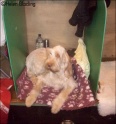 AvaBenchCrufts