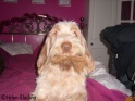 AvaFur24-12-09