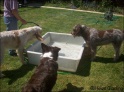 AvaGirlsPool24-05-09