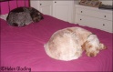 AvaMayaSleeping05-02-09