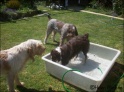 AvaPool24-05-09