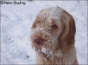 AvaSnow02-02-09_2
