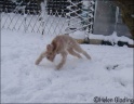 AvaSnow02-02-09_5
