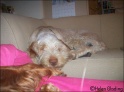 AvaSofa13-02-09