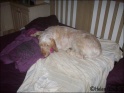 AvaWet30-06-09