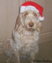 AvaXmas07-12-09