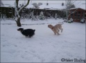 DogsSnow02-02-09