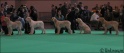 PGBCrufts07-03-09
