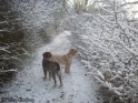 Snow18-12-09_16