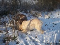 Snow18-12-09_24