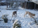 Snow18-12-09_4
