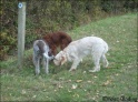 Walk20-10-09_9