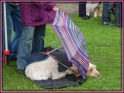 30-08-10_CountessOfWarwickShow_2