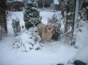 AvaBushes19-12-10
