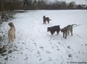 AvaDogs30-11-10