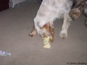 AvaGift25-12-10
