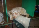AvaManchester24-01-10
