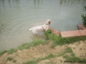 AvaPond20-06-10