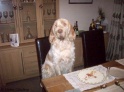AvaWaiting25-12-10