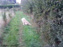 AvaWalk25-09-10