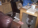 DinnerTime25-12-10