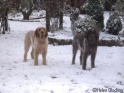 SnowGirls06-01-10