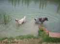 Swim20-06-10