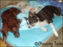 DogsOnBed24-06-07