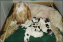 UmaPups18-02-07