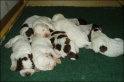 WholeLitter28-02-07