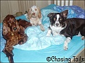 DogsOnBed24-06-07_1