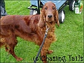 LaylaAllAboutDogsShow13-05-06