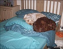 LaylaAvaBed20-05-09
