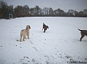 LaylaInTheSnow30-11-10