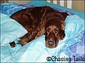 LaylaOnBed05-02-07