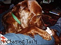 LaylaChewingDownNans30-12-04